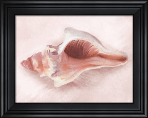 Framed Conch Shell Blush II Print