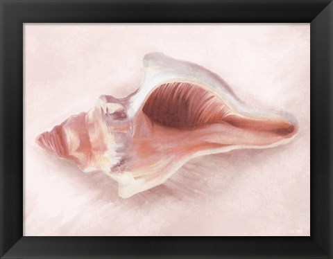 Framed Conch Shell Blush II Print