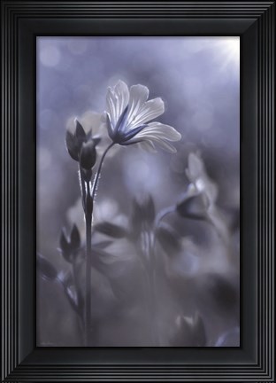 Framed Blue &amp; White Flowers I Print