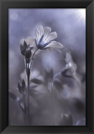 Framed Blue &amp; White Flowers I Print