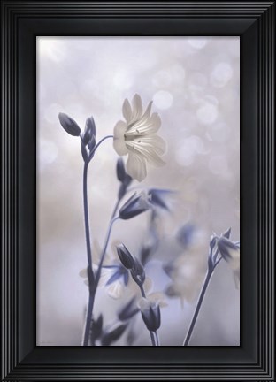 Framed Blue &amp; White Flowers II Print