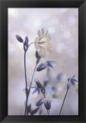 Framed Blue &amp; White Flowers II Print