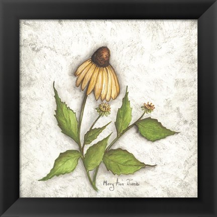 Framed Bloomin&#39; Coneflowers Print