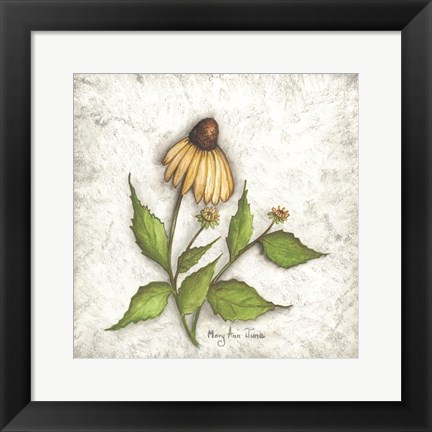 Framed Bloomin&#39; Coneflowers Print