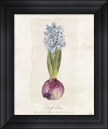 Framed Hyacinthus Orientalis I Print
