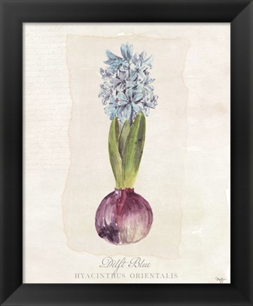 Framed Hyacinthus Orientalis I Print