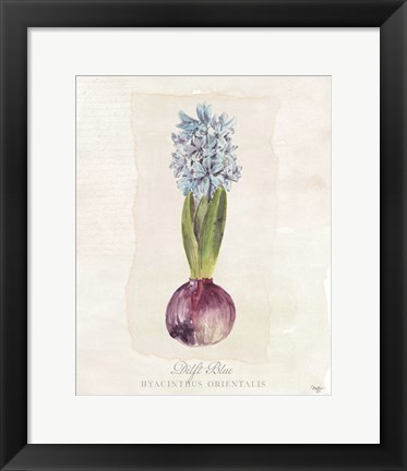 Framed Hyacinthus Orientalis I Print