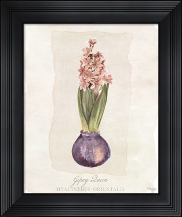 Framed Hyacinthus Orientalis II Print