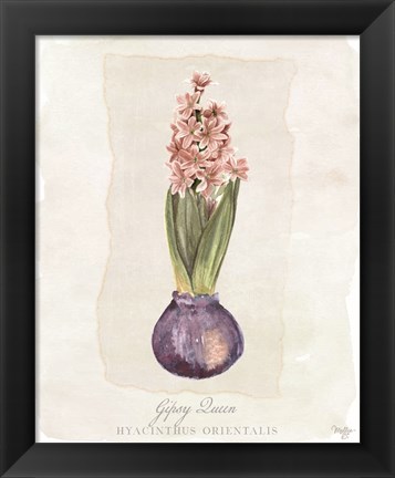 Framed Hyacinthus Orientalis II Print