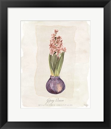 Framed Hyacinthus Orientalis II Print