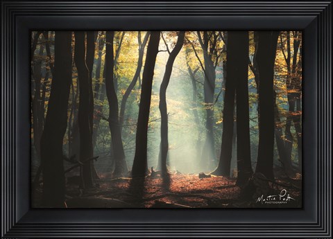 Framed Forest Blues Print