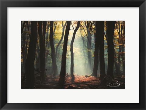 Framed Forest Blues Print