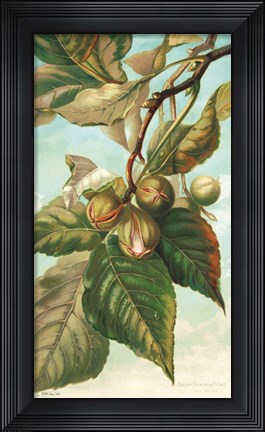 Framed Tree Branch with Fruit I Print