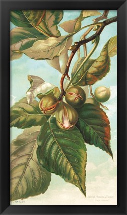 Framed Tree Branch with Fruit I Print