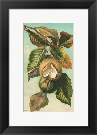 Framed Tree Branch with Fruit II Print