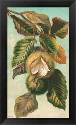 Framed Tree Branch with Fruit II Print