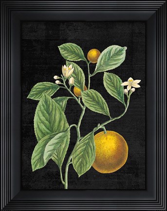 Framed Classic Citrus VI Black No Words Print