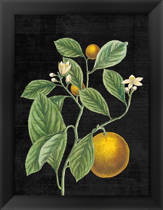 Framed Classic Citrus VI Black No Words Print