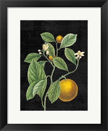 Framed Classic Citrus VI Black No Words Print