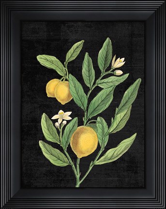 Framed Classic Citrus V Black No Words Print