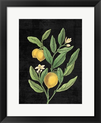 Framed Classic Citrus V Black No Words Print