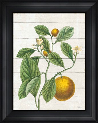 Framed Classic Citrus VI Shiplap Print