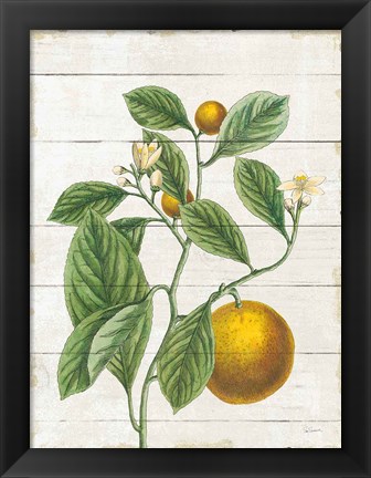 Framed Classic Citrus VI Shiplap Print