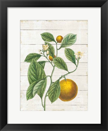 Framed Classic Citrus VI Shiplap Print