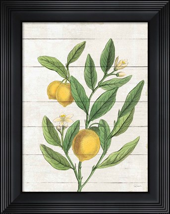 Framed Classic Citrus V Shiplap Print