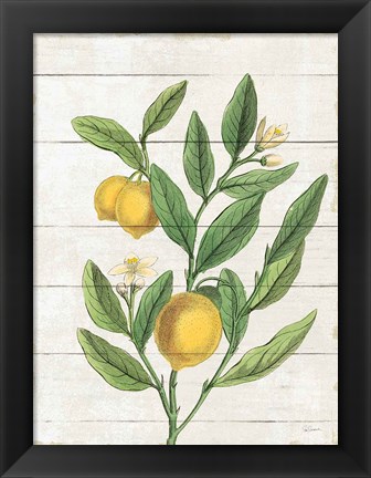 Framed Classic Citrus V Shiplap Print