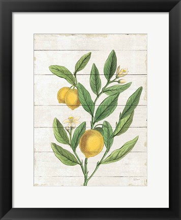 Framed Classic Citrus V Shiplap Print