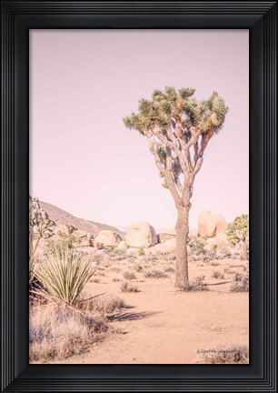 Framed Joshua Tree III Blush Print