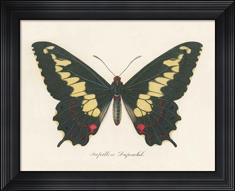 Framed Natures Butterfly VI Print