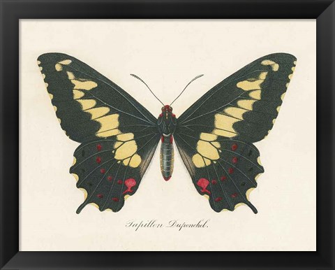 Framed Natures Butterfly VI Print