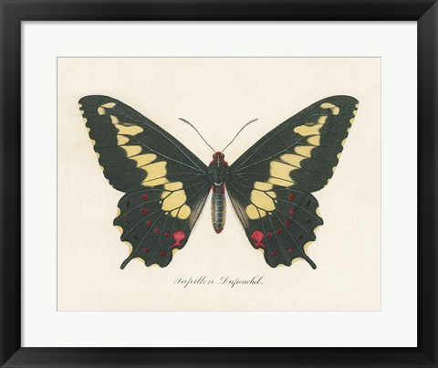 Framed Natures Butterfly VI Print