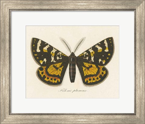 Framed Natures Butterfly V Print