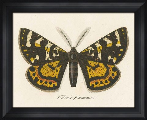 Framed Natures Butterfly V Print