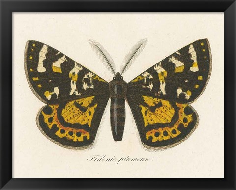 Framed Natures Butterfly V Print