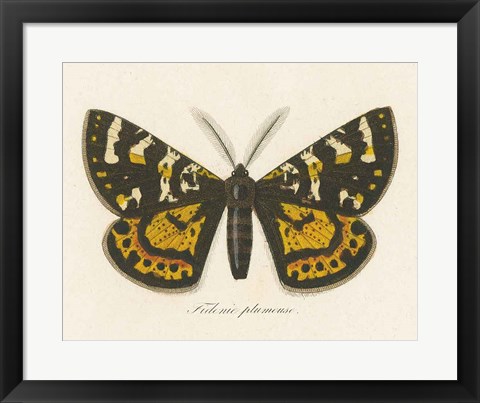Framed Natures Butterfly V Print