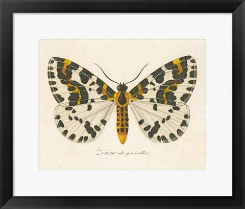 Framed Natures Butterfly IV Print