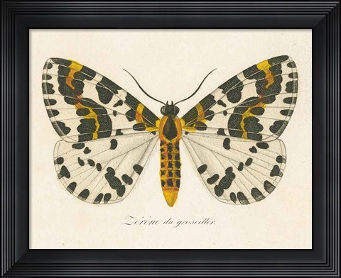 Framed Natures Butterfly IV Print