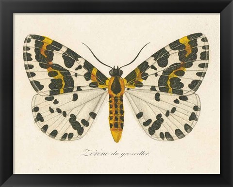 Framed Natures Butterfly IV Print