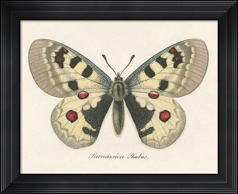 Framed Natures Butterfly III Print