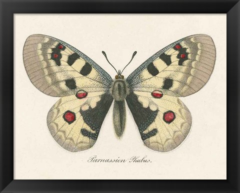 Framed Natures Butterfly III Print