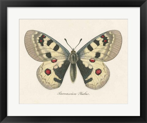 Framed Natures Butterfly III Print