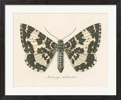 Framed Natures Butterfly II Print
