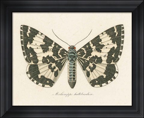 Framed Natures Butterfly II Print