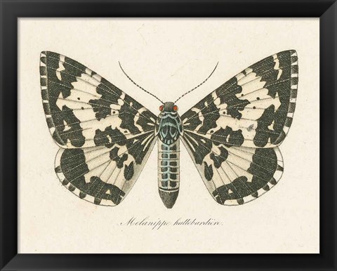 Framed Natures Butterfly II Print