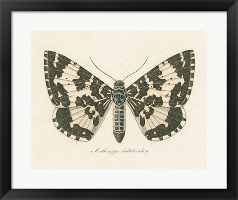 Framed Natures Butterfly II Print