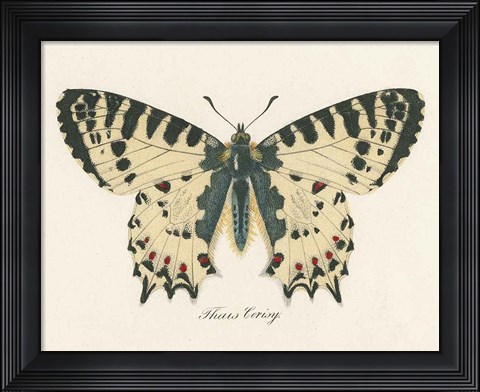 Framed Natures Butterfly I Print